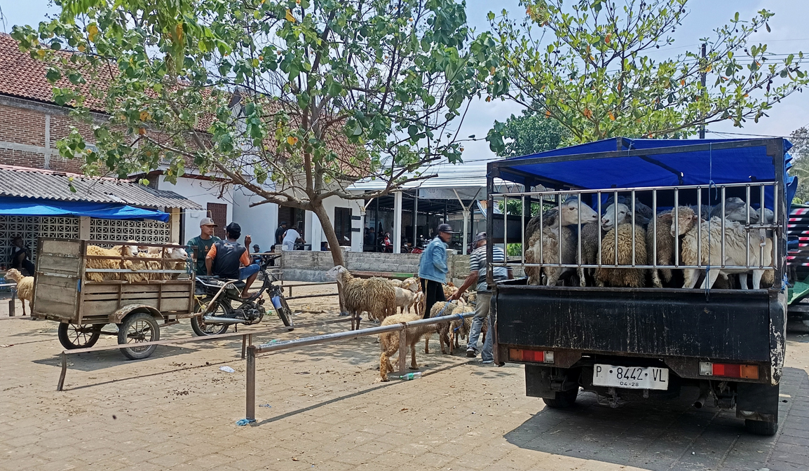SEPI: Pedagang domba di Pasar Hewan Dusun Resomulyo, Desa Genteng Wetan, Kecamatan Genteng membawa dagangannya pulang, Selasa (11/3).