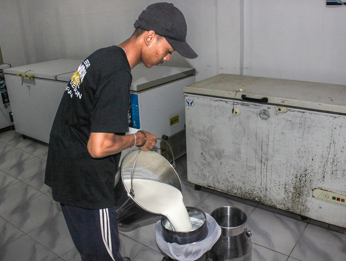 SUSU MURNI: Pekerja Dairy Farm Margo Utomo di Desa Kalibaru Kulon, Kecamatan Kalibaru menuang susu segar ke wadah stainlees susu.