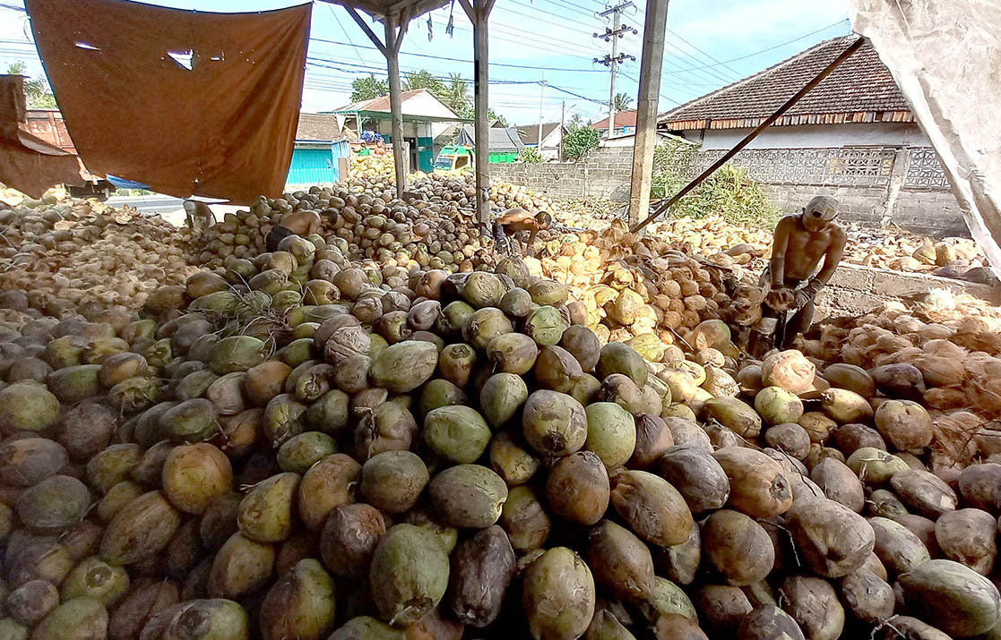 MENUMPUK: Buah kelapa bisa diolah menjadi coconut oil yang lebih bernilai jual.