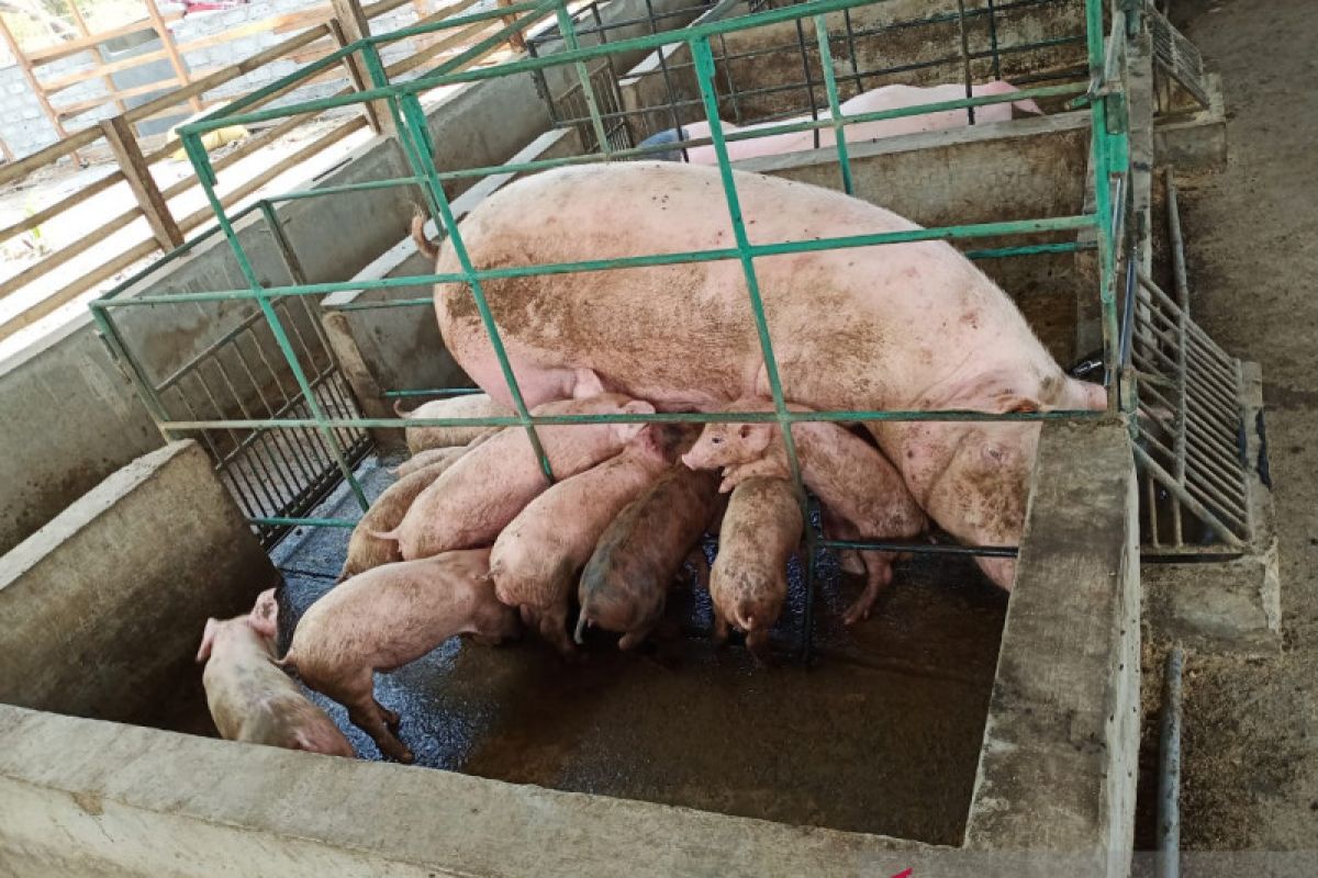 HARAM: Masyarakat wajib tahu istilah babi dalam komposisi makanan