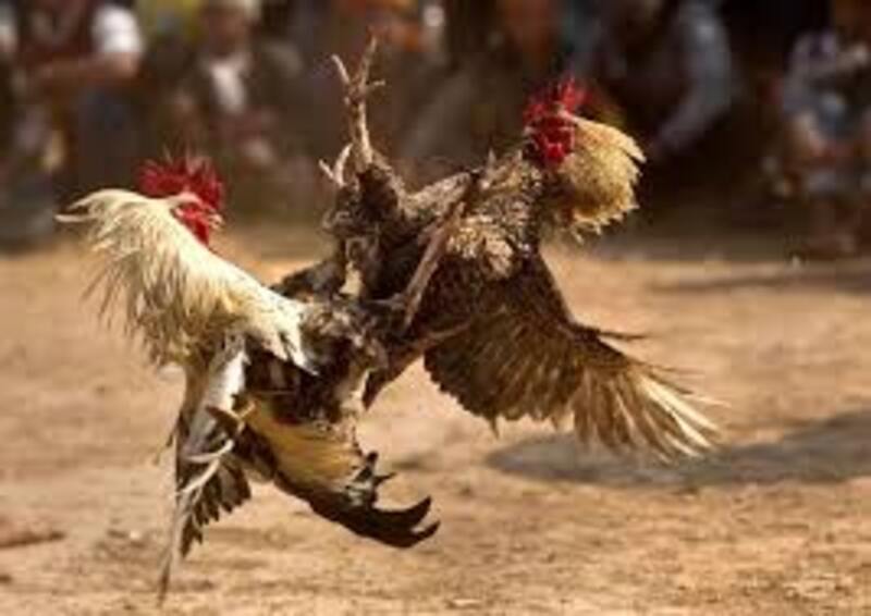 TEMUAN: Ada fakta mengejutkan dari penggerebekan arena judi sabung ayam yang tewaskan 3 anggota polisi di Lampung