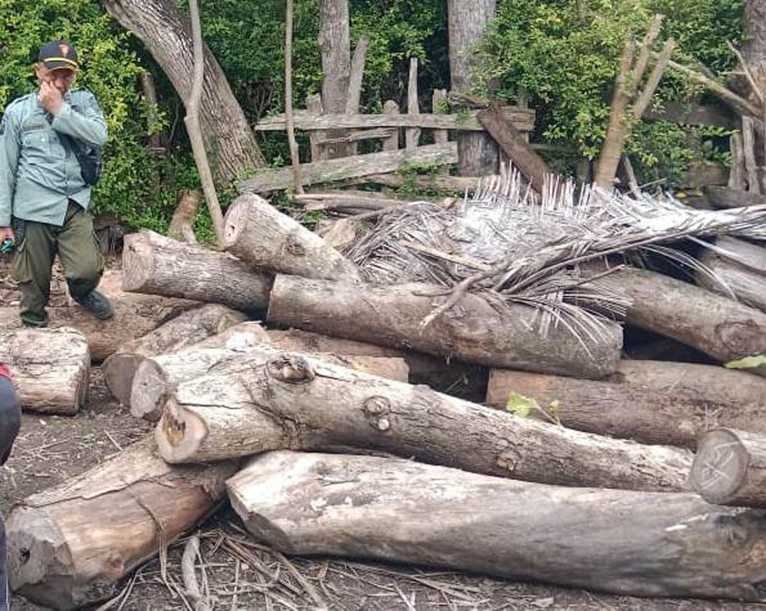 DIANGKUT: Puluhan kayu jati gelondongan diamankan oleh anggota Polsek Purwoharjo bersama Polhutmob Perhutani KPH Banyuwangi Selatan, Kamis (27/3).