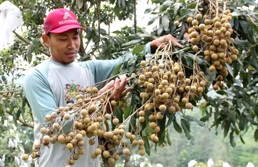 Petani lengkeng sedang memetik hasil panen. (Anggi Fridianto/Radar Jombang)
