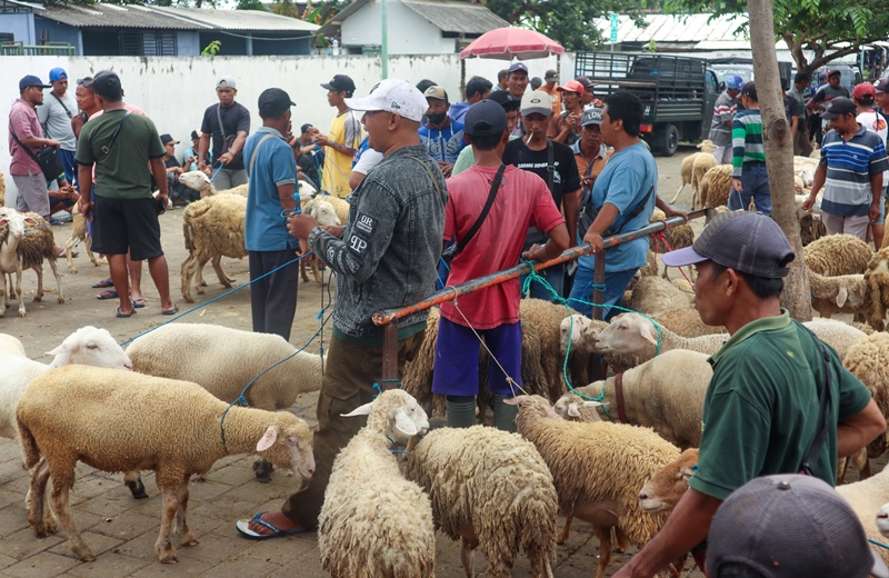 SEHAT: Pedagang domba memasarkan dagangannya di Pasar Hewan Dusun Resomulyo, Desa Genteng Wetan, Kecamatan Genteng Selasa (15/4)