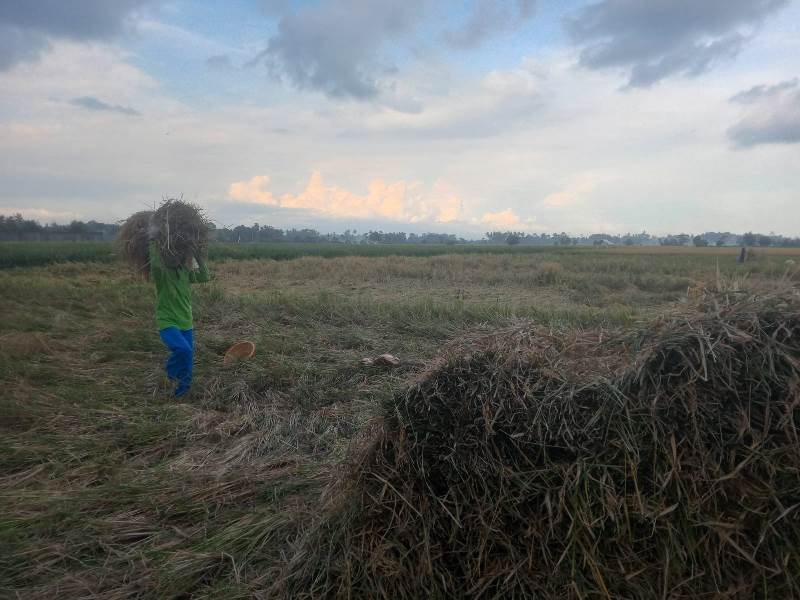 LANGKA: Buruh tani sedang mengusung padi di persawahan Dusun Krajan, Desa Mangir, Kecamatan Rogojampi Rabu (16/4).