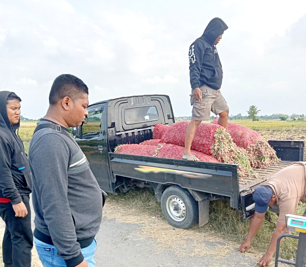 Tengkulak menaikkan bawang dari yang baru dipanen di persawahan Mangaran Situbondo. (Humaidi/Radar Situbondo)