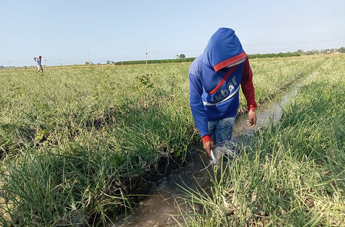 Petani di Situbondo mengeluhkan harga bawang yang terus merosot. (Rifai/Radar Situbondo)