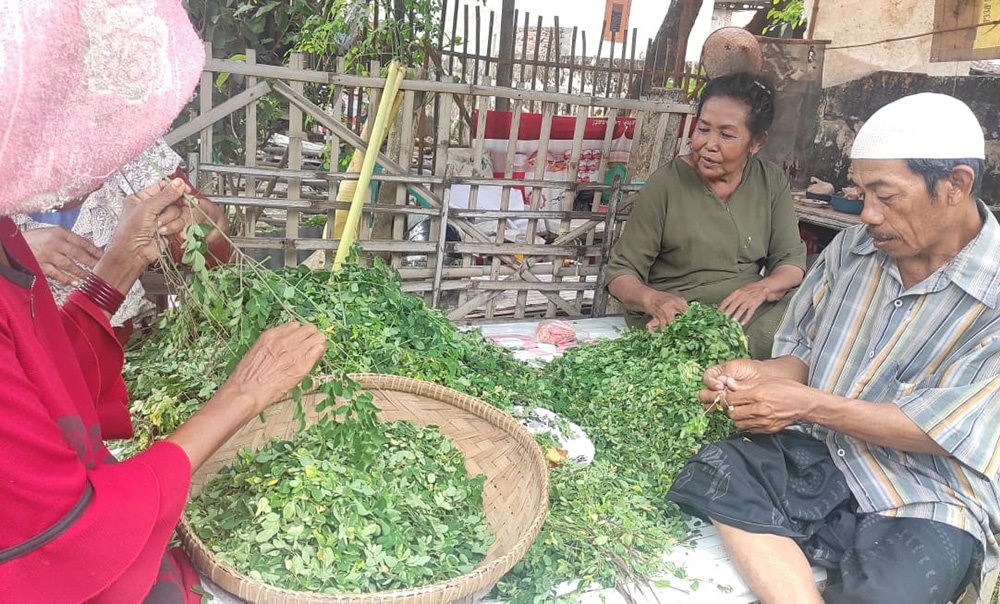 BEBERAPA: Warga memisahkan daun kelor dari rantingnya untuk dikeringkan, lalu di jual ke pengepul.