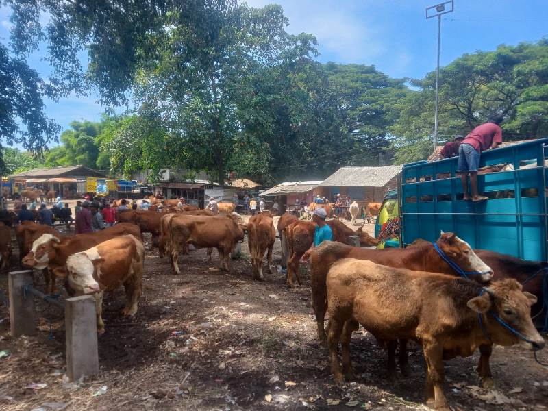 JUAL BELI: Pasar Hewan Rogojampi mulai ramai pasca maraknya serangan virus PMK Rabu (23/4).