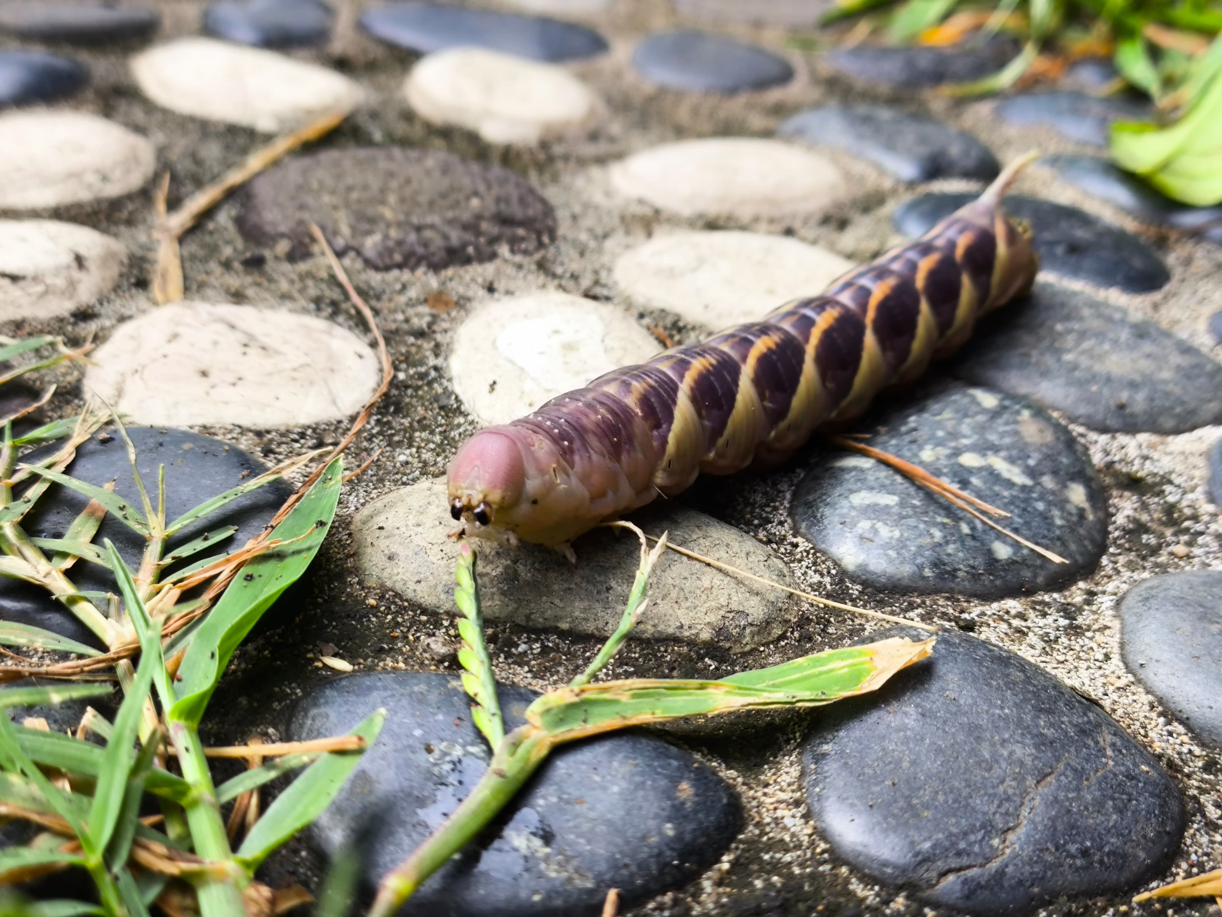 Larva ngengat elang abu (Psilogramma increta).