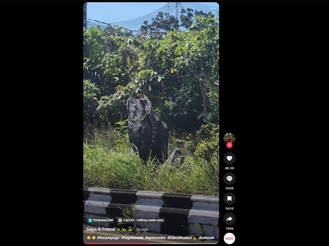Seekor biawak yang sedang merayap diatas batu.