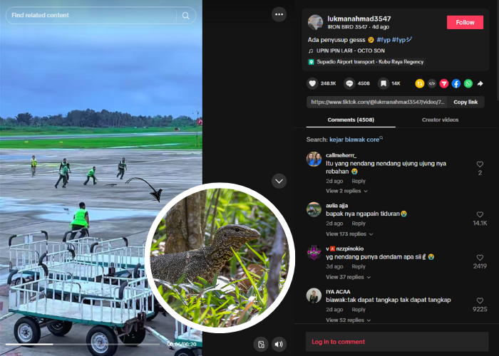 Biawak hewan unik yang sering mencuri perhatian