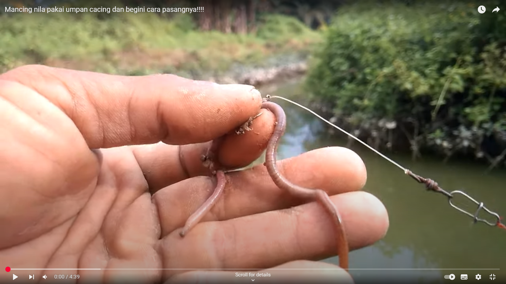 Umpan memancing berupa cacing.