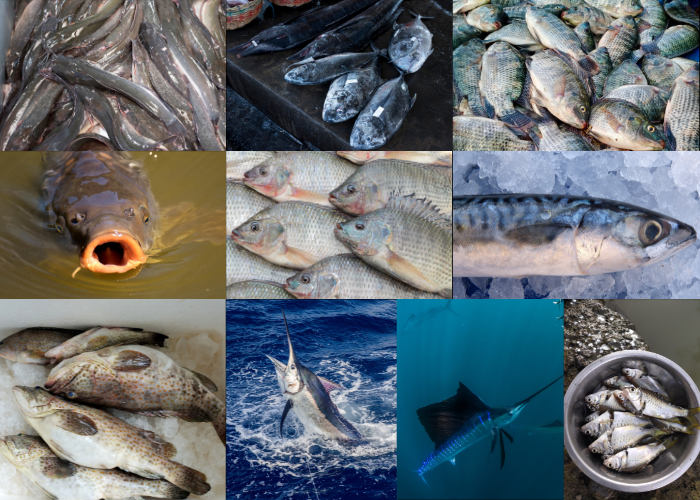 Kolase ikan ikan yang sering dipancing oleh masnyarakat Indonesia.