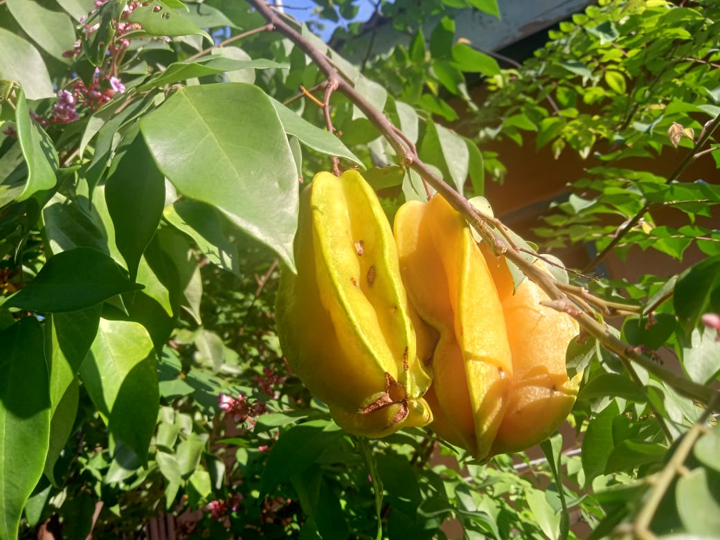 Buah blimbing manis yang  terkena hama buah.