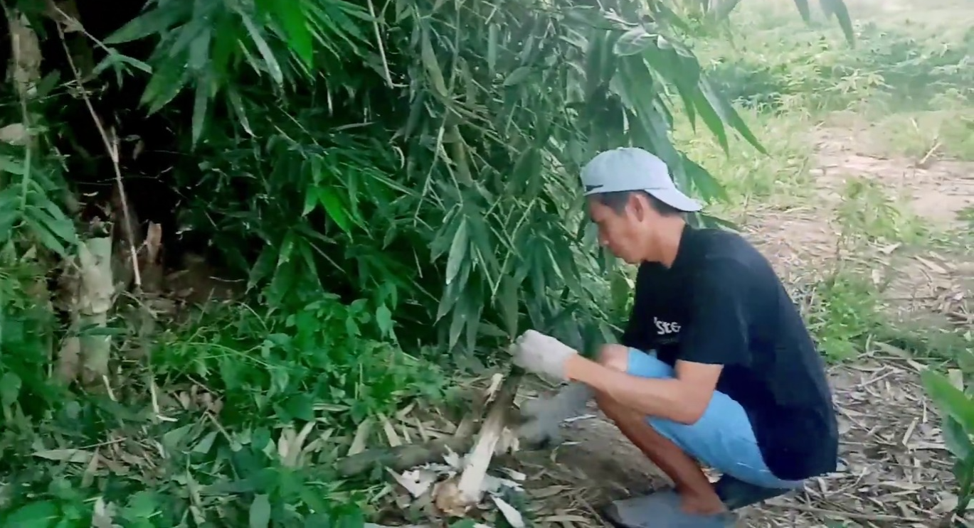 Memanen rebung apus (YouTube Salam Anak Negeri).