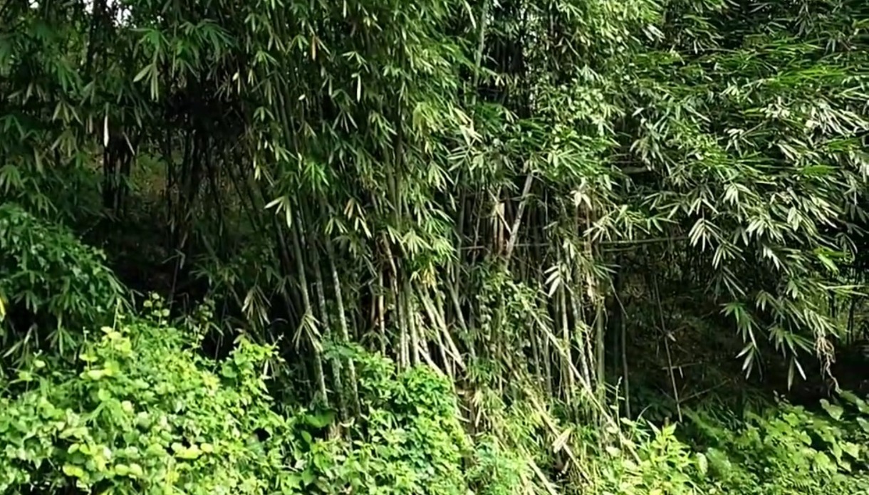 Pohon bambu di perkebunan.