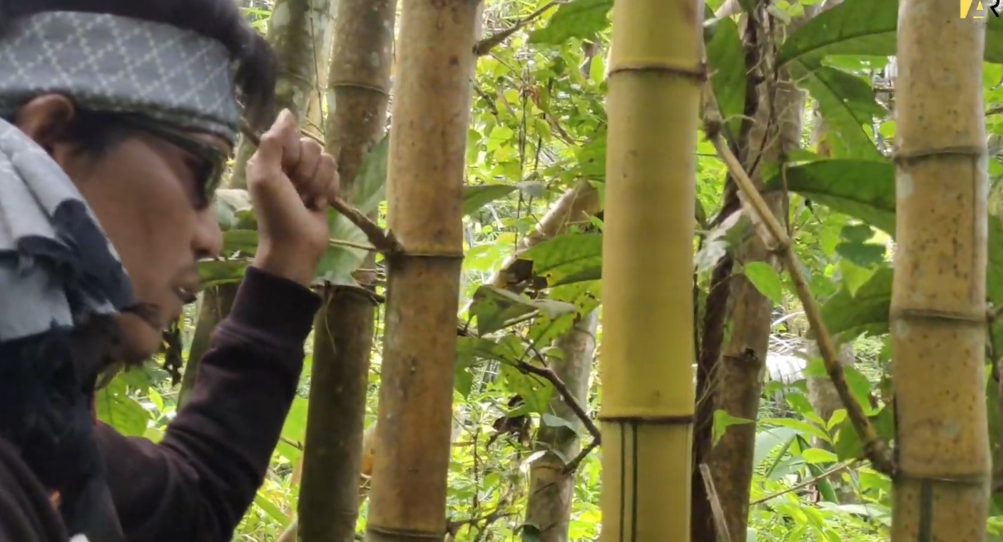 Mitos bambu kuning (YouTube Promata).