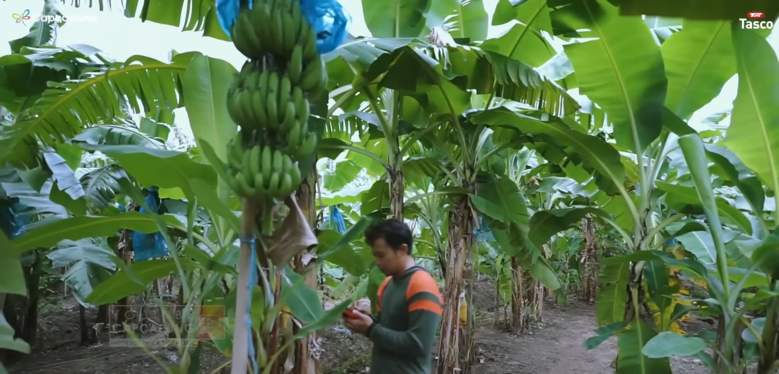 Perkebunan pisang (YouTube CapCapung).