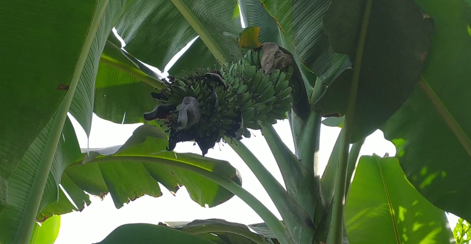 Kebun pisang kepok (YouTube Petani Nunggu Sukses).