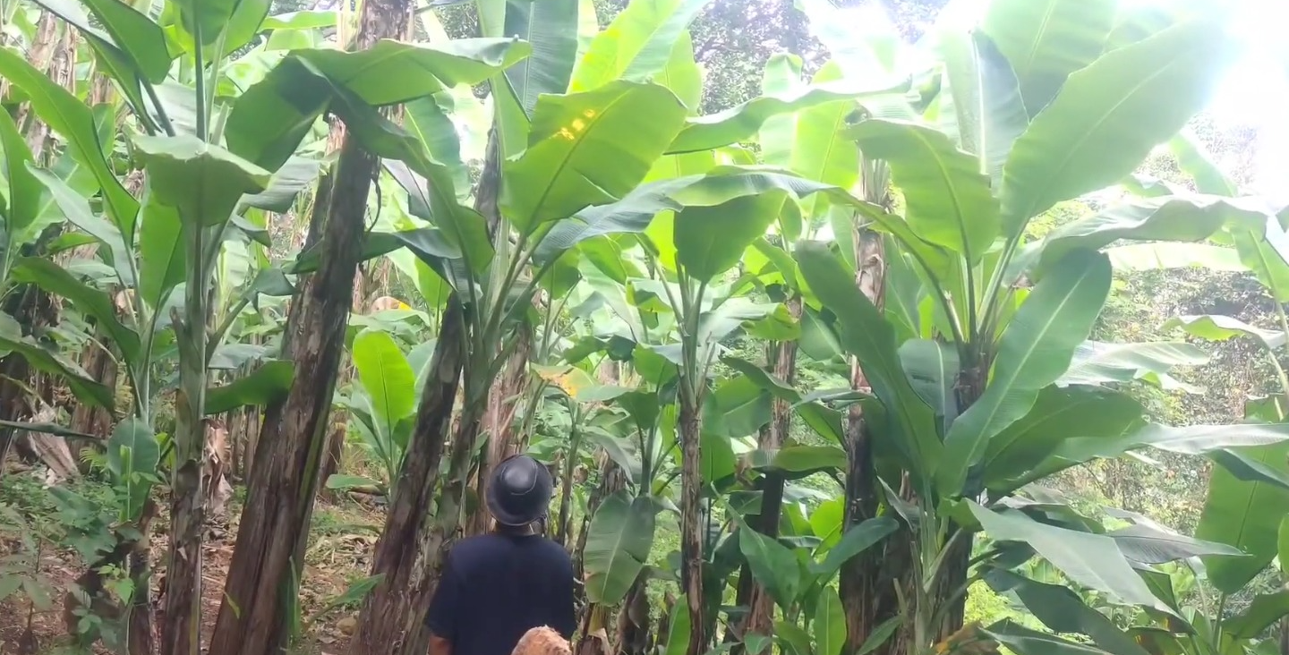 Panen daun pisang batu (YouTube Pecinta Buah Nusantara Channel).