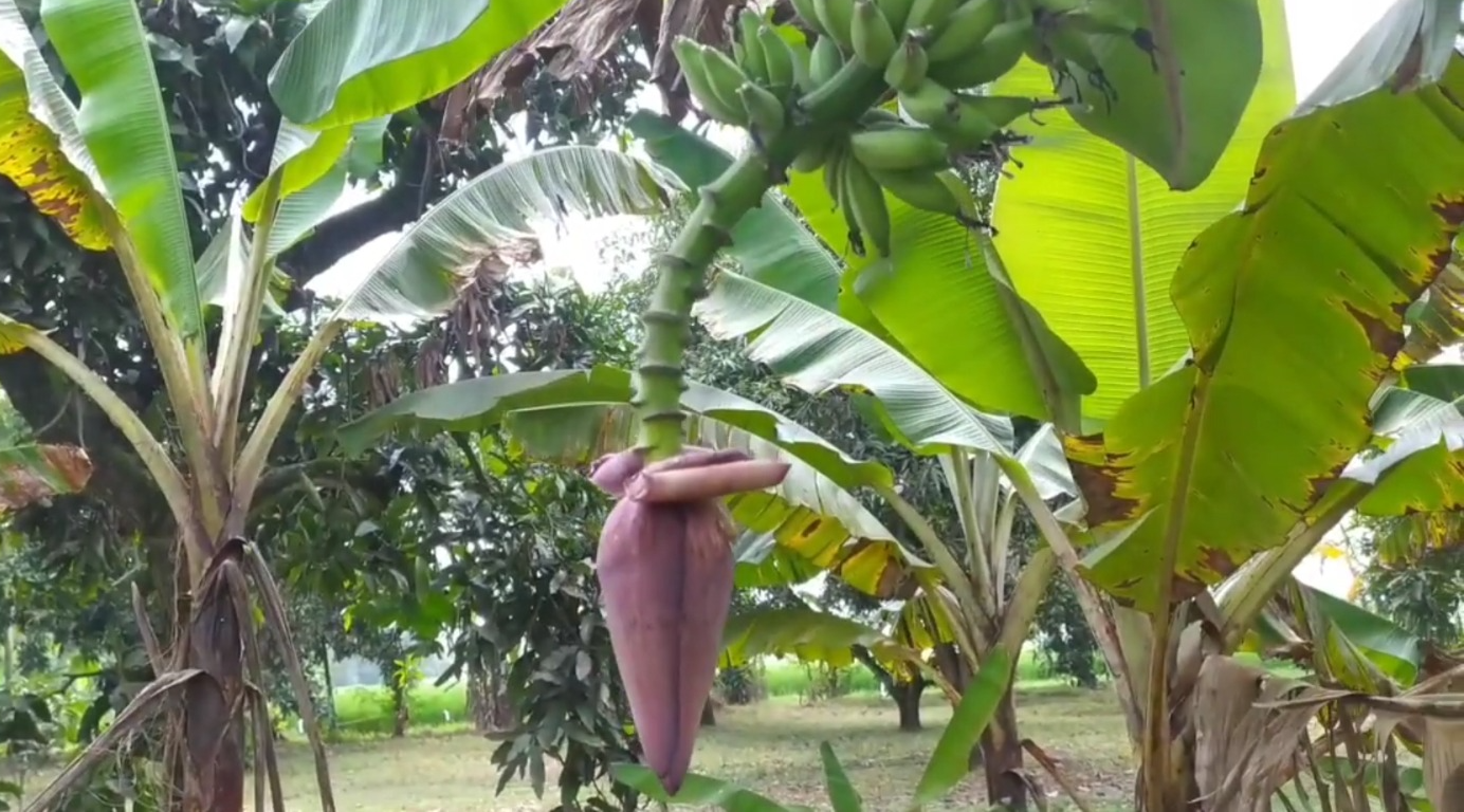 Jantung pisang (YouTube TIGA PANDAWA).