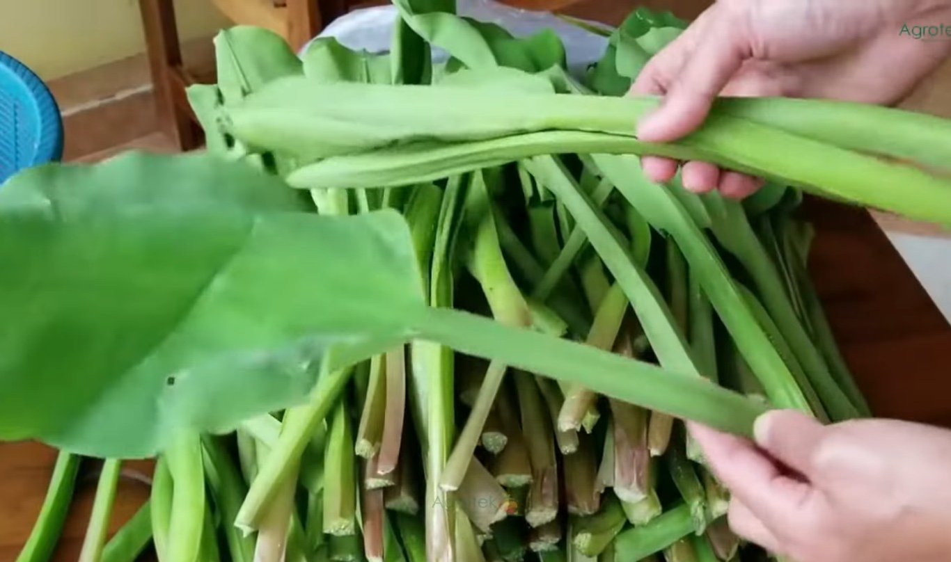 Tanaman genjer (YouTube Agrotek).
