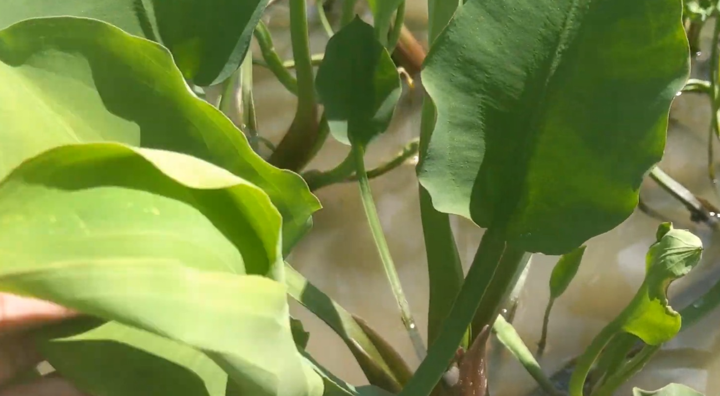 Budidaya genjer di sawah (YouTube boing on).