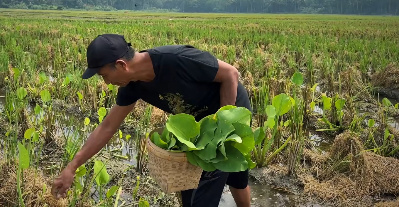 Mencari genjer di sawah (YouTube BANUNG GOMEZ).