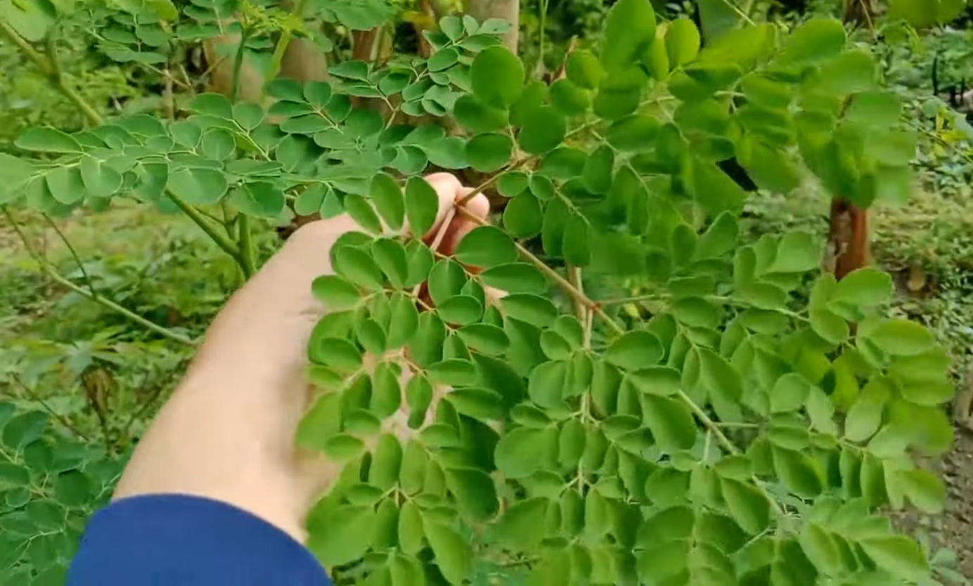 Daun Kelor (YouTube EKO AZIS).