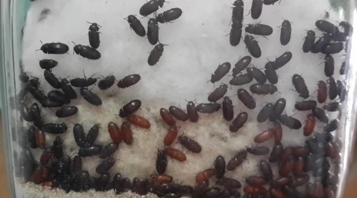 Larva kumbang roti yang sering disebut semut Jepang.