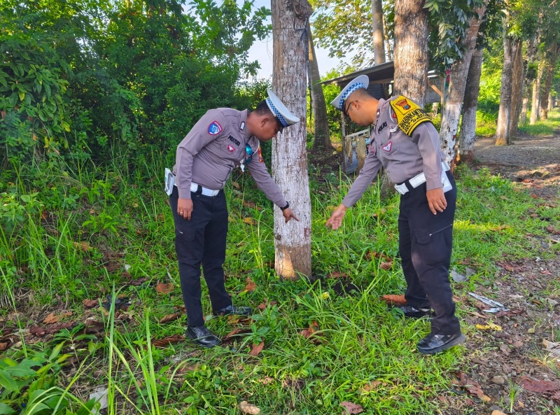 TKP: Anggota Unit Lantas Polsek Genteng menunjuk pohon yang ditabrak mobil pikap dalam kecelakaan di jalan raya Dusun Nganjukan, Desa Karangsari, Kecamatan Sempu pada Sabtu (3/5) dini hari.