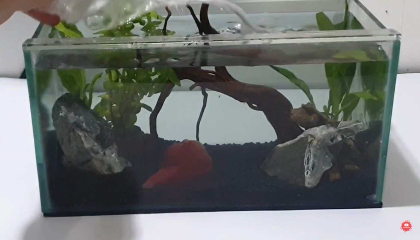 Ikan cupang halfmoon (YouTube Dunia Ikan).