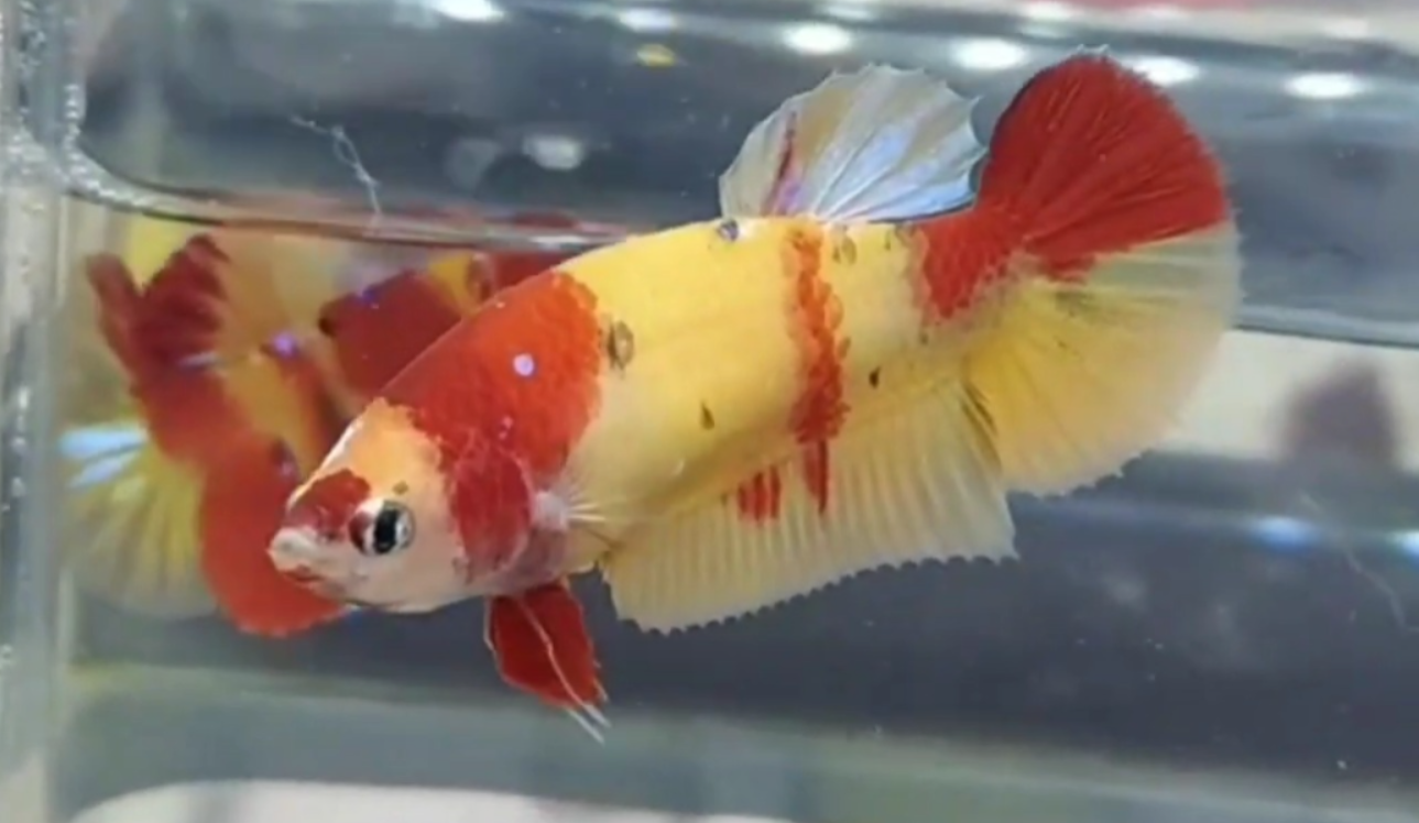 Ikan Cupang Koi (YouTube Bang Ami Official).