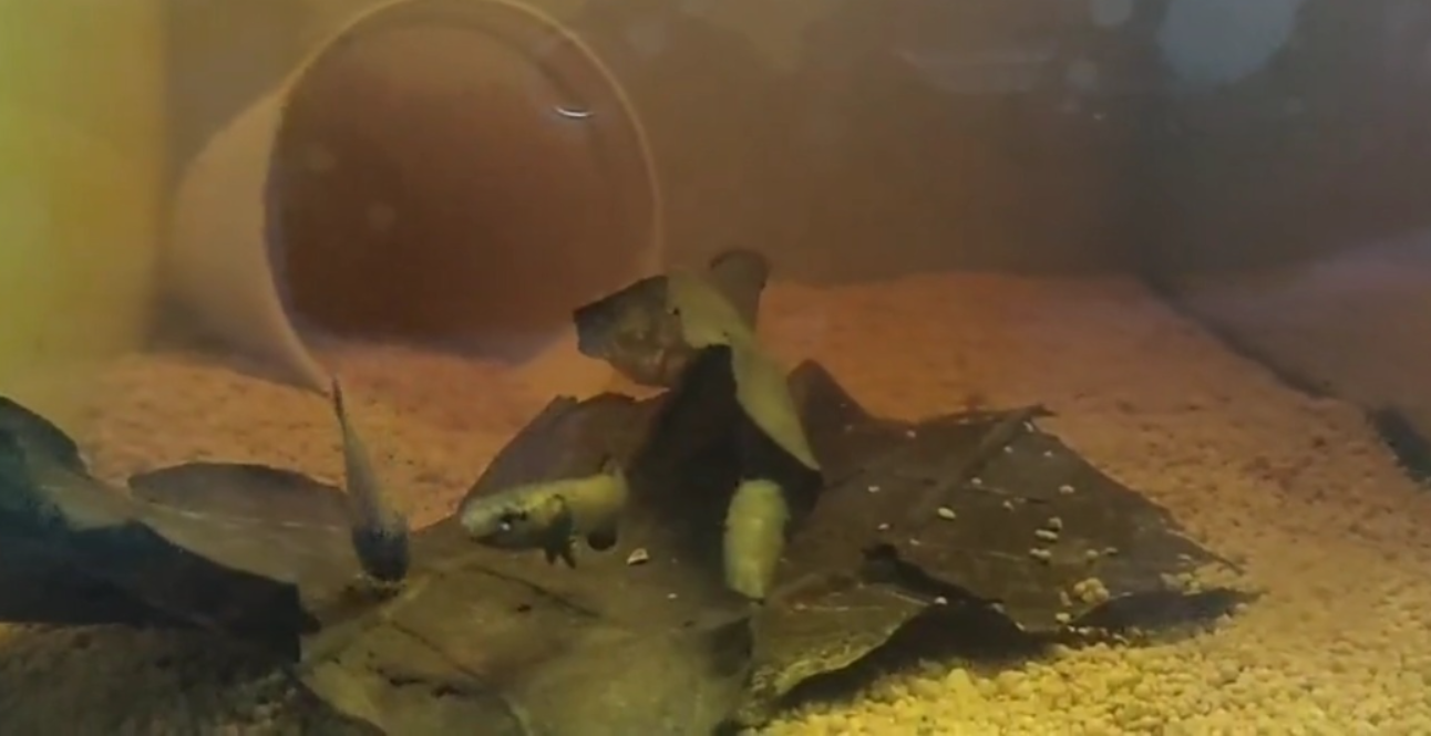 Betta Channoides (YouTube Betta Pemula).