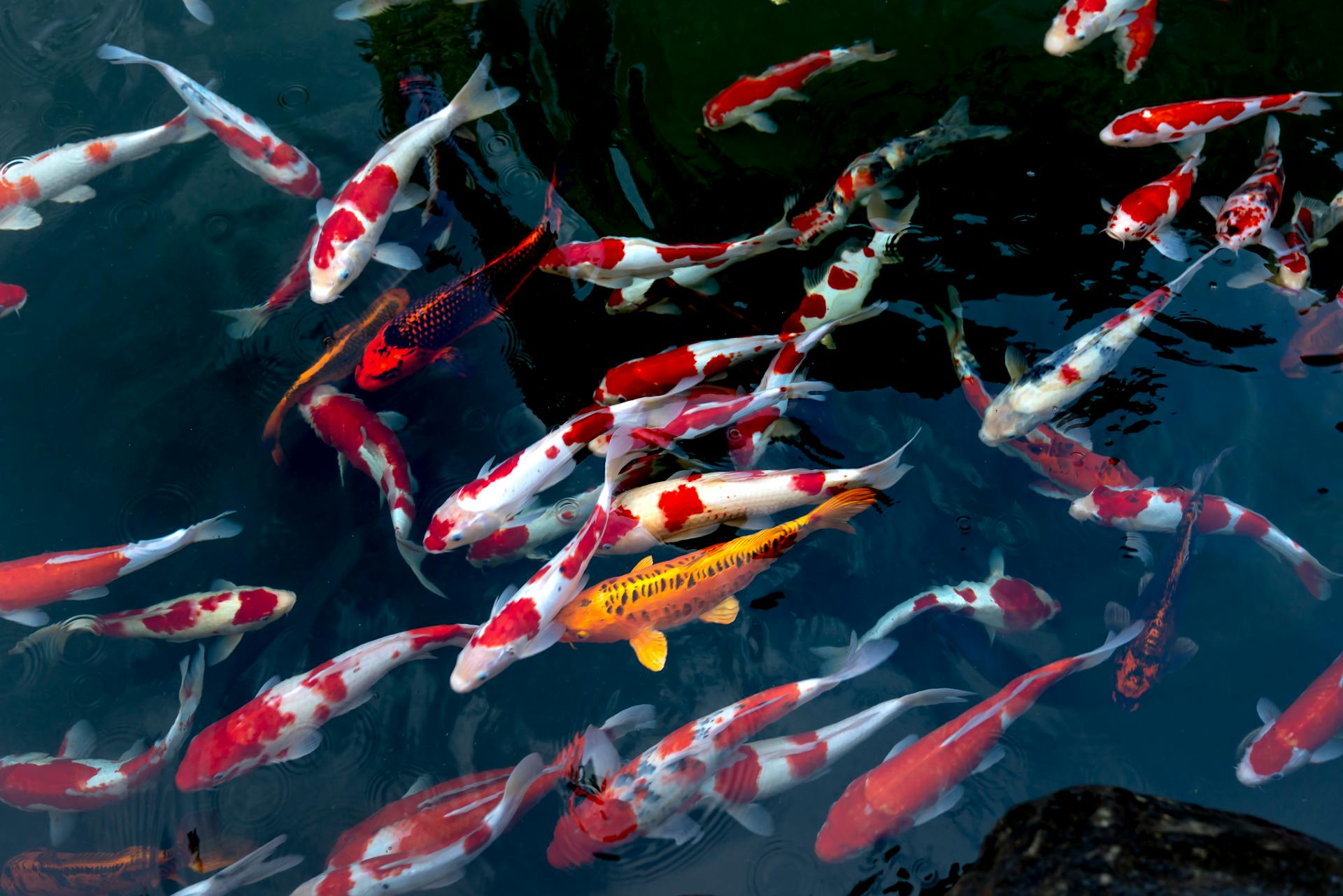 Listrik padam bisa mengancam nyawa ikan koi.