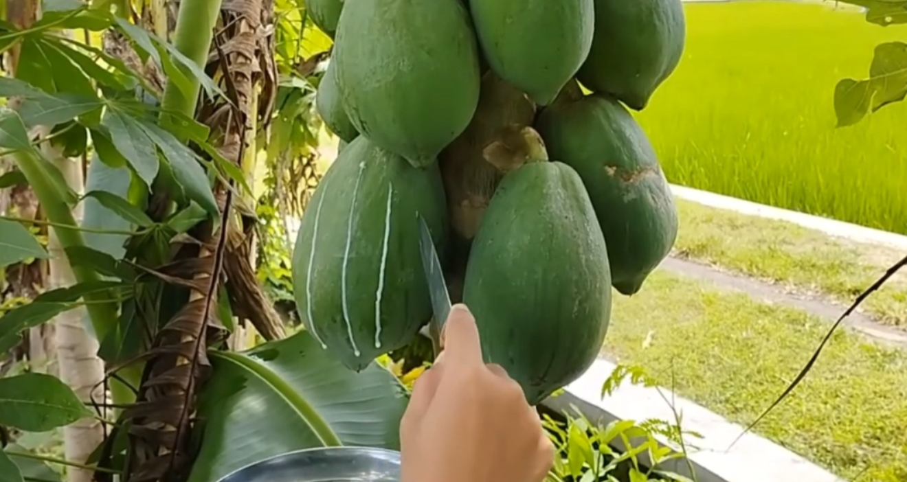 Getah pepaya (YouTube CM Agro).
