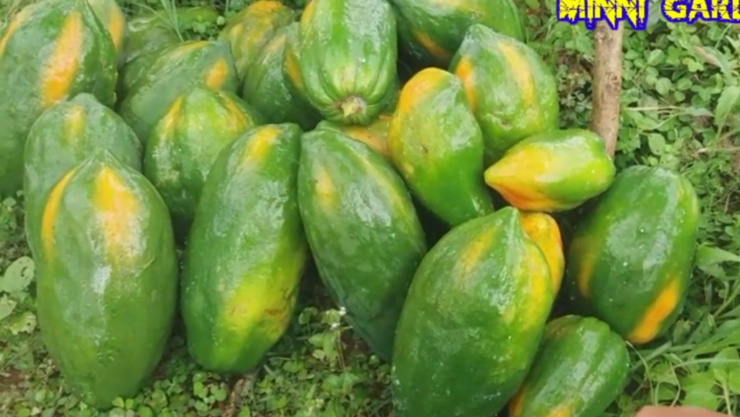 Pepaya Bangkok (YouTube MINNI GARDEN CHANNEL).