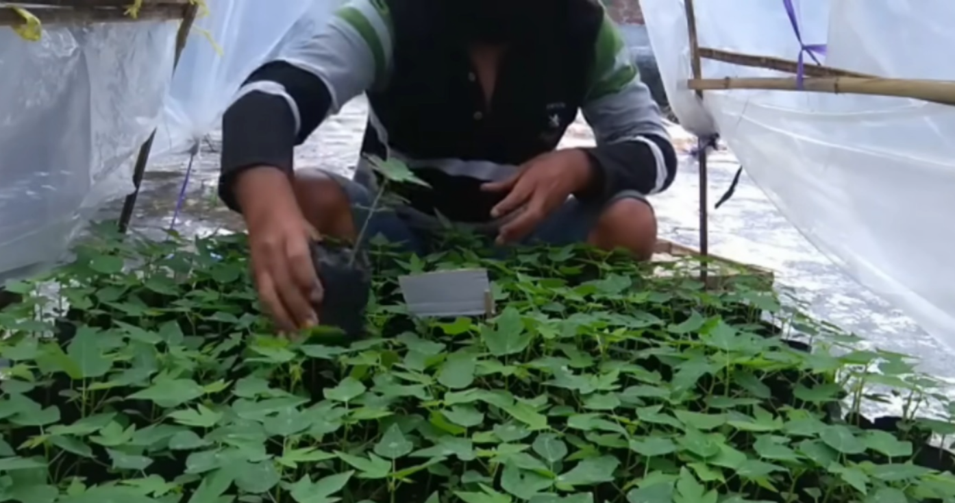 Menanam pepaya (YouTube AGROPEDIA).
