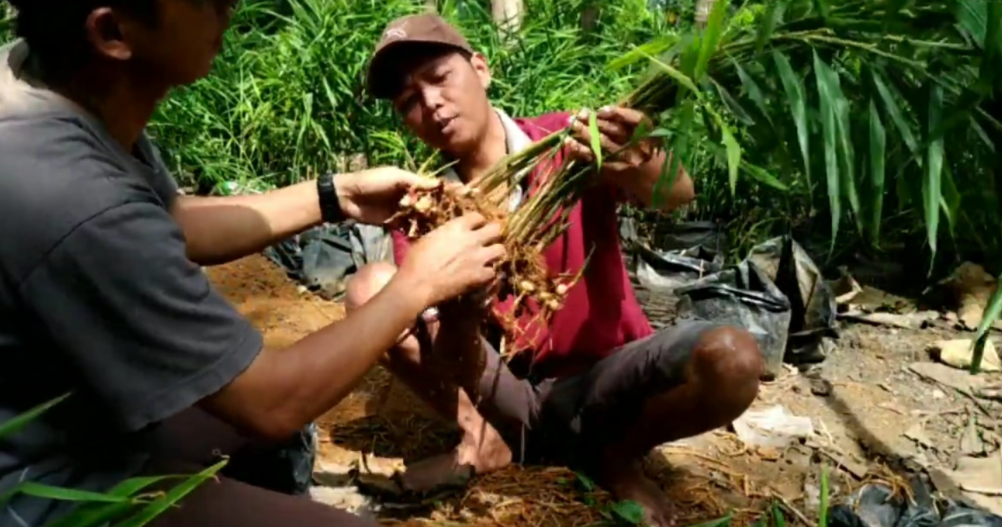 Panen jahe emprit (YouTube CAKNEN Channel).