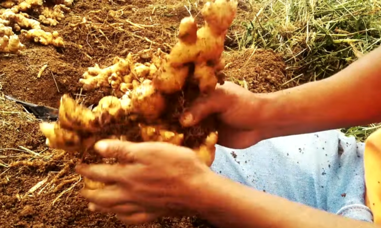 Jahe Gajah (YouTube Dosen Petani).