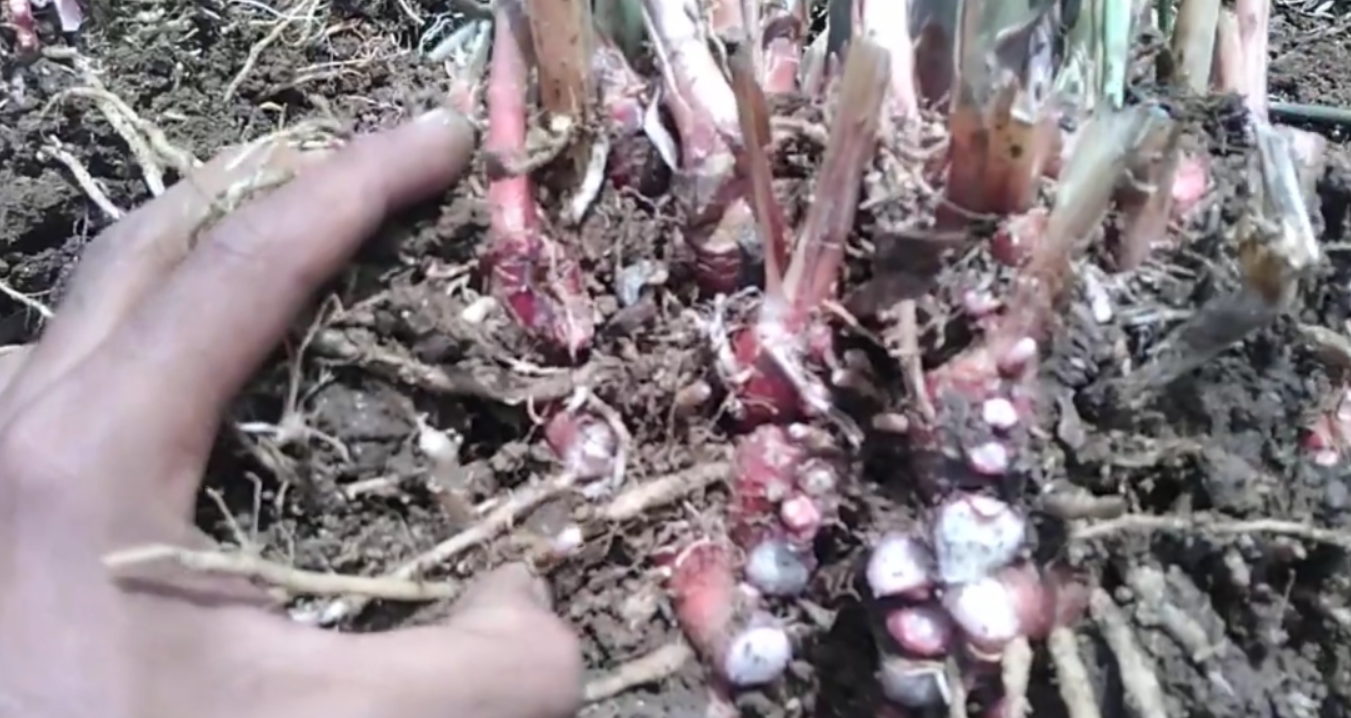 Jahe merah (YouTube Agus Grafika).