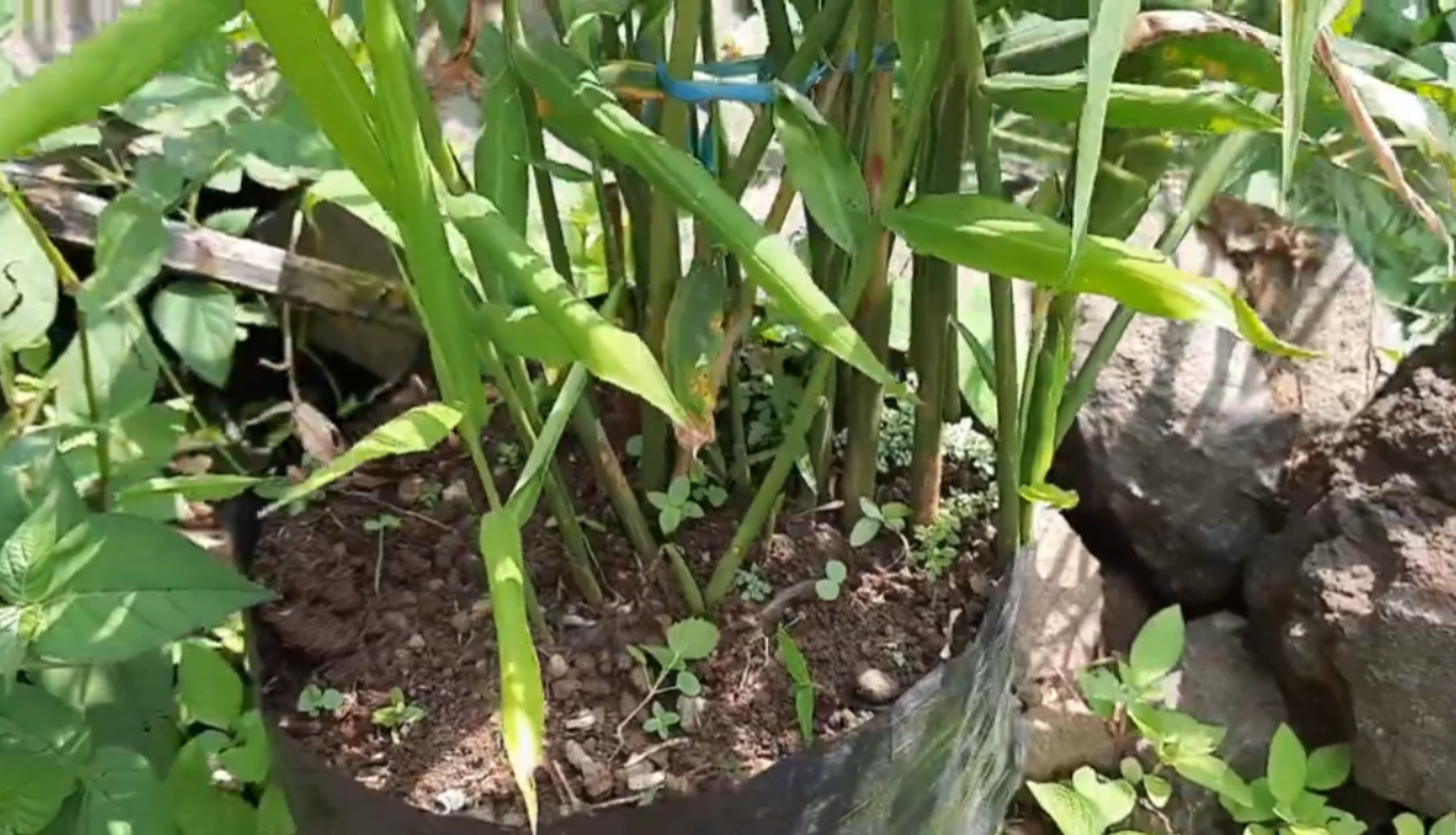 Tanaman jahe (YouTube CIAMIS 69).