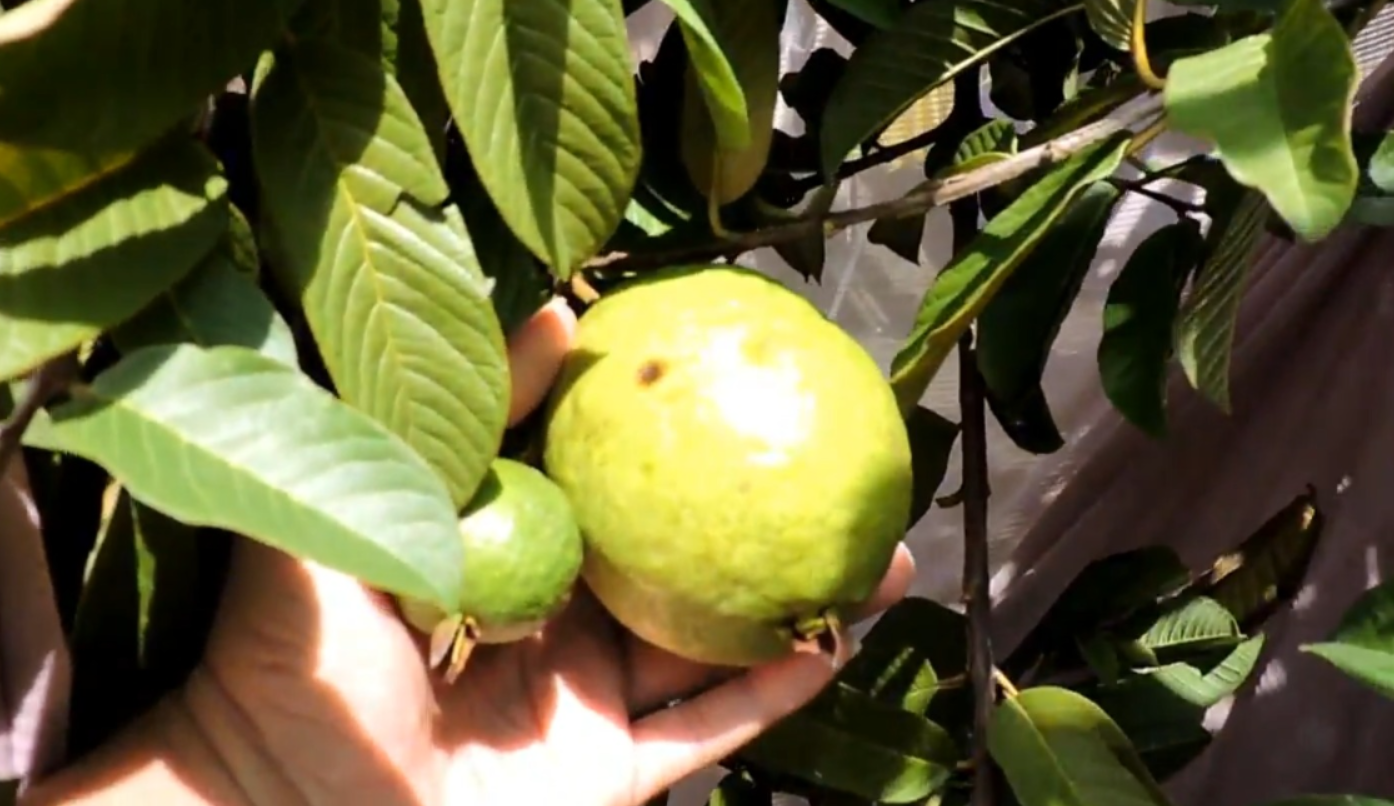 Jambu biji (YouTube Kang Handri).