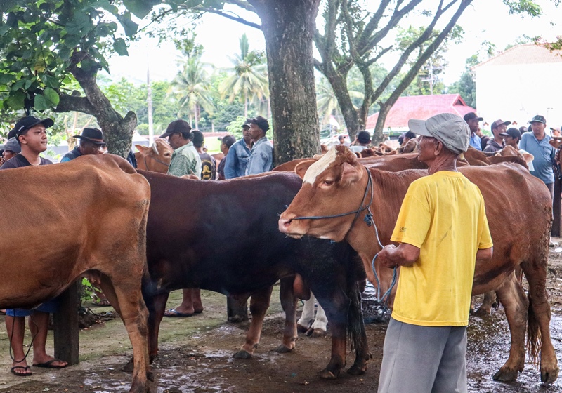 MENUNGGU PEMBELI: Pedagang sapi di Pasar Hewan Desa Karangharjo, Kecamatan Glenmore menunggu pembeli yang datang pada Jumat (2/5)