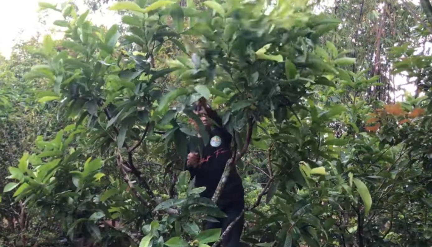 Pohon jambu air (YouTube Hatakebara Farm).