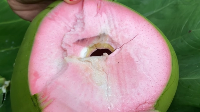 Kelapa wulung (YouTube BIBIT BUAH WONOGIRI).