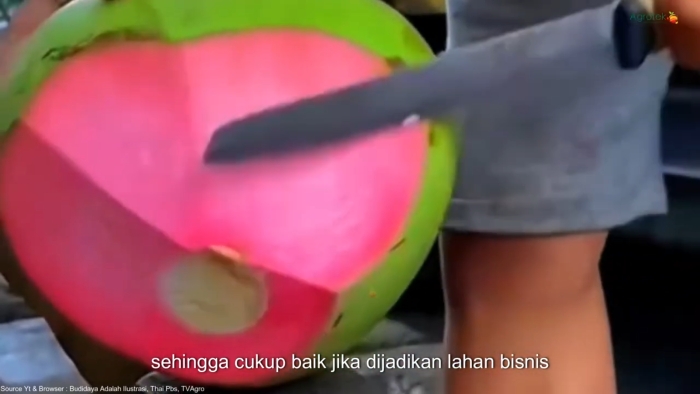 Kelapa Wulung (YouTube Agrotek).