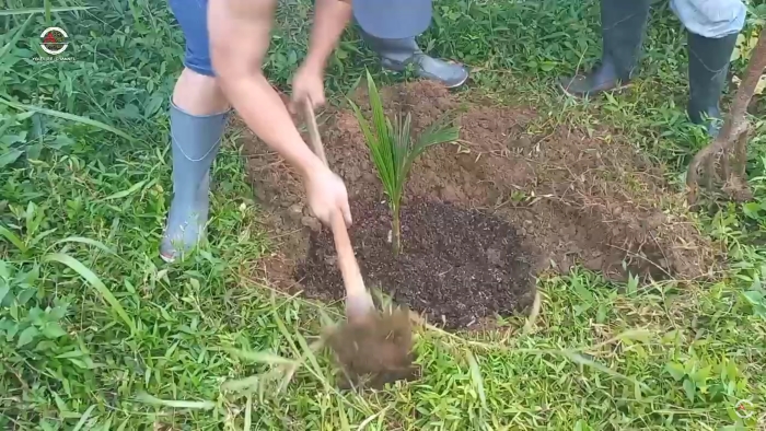 Menanam kelapa wulung (YouTube Alam99 Official).