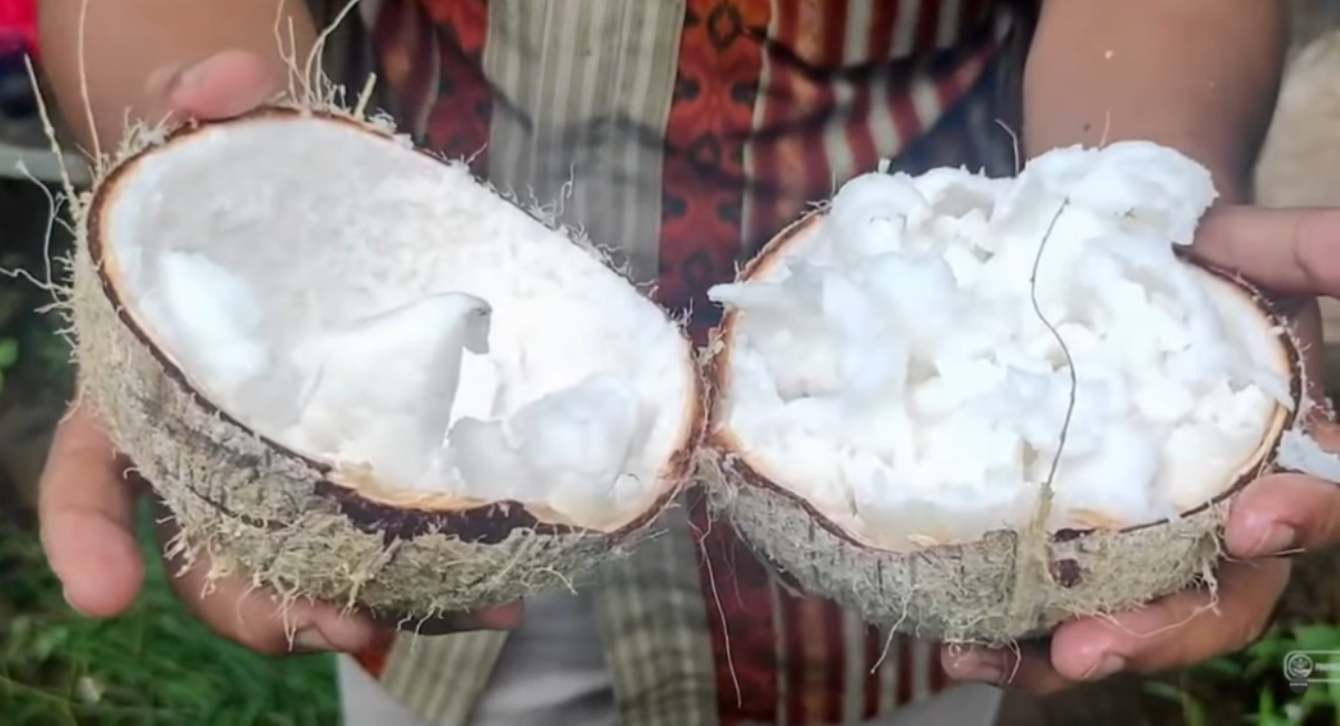 Kelapa kopyor (YouTube AGROPEDIA).